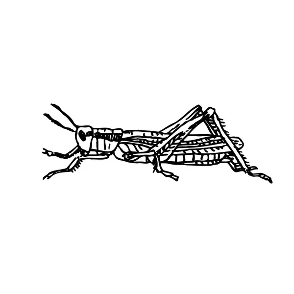 Bug Schets Hand Getekende Illustratie Van Insect Vector — Stockvector