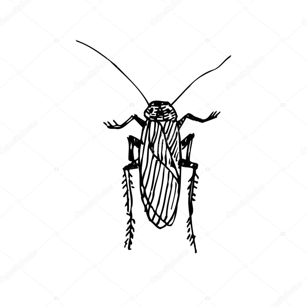 Bug sketch / Hand drawn insect illustration - vector