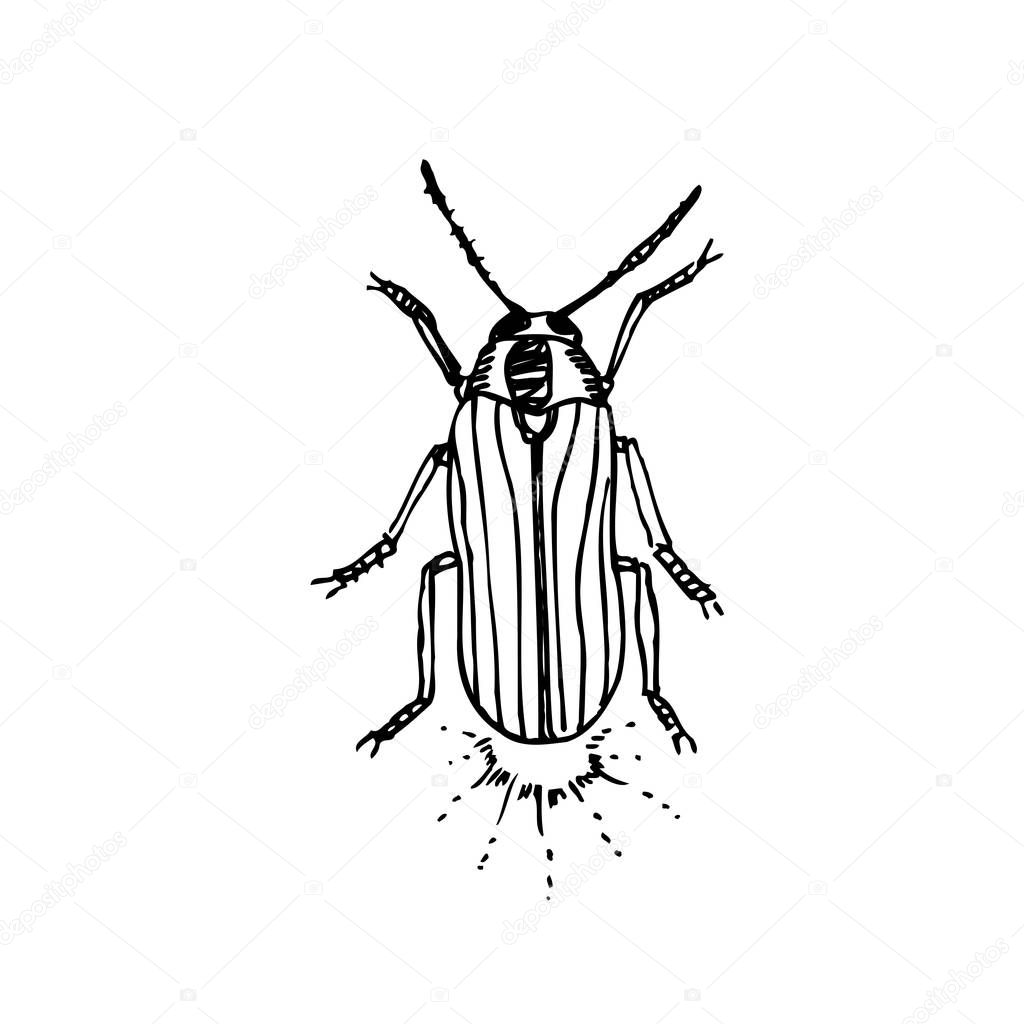 Bug sketch / Hand drawn insect illustration - vector