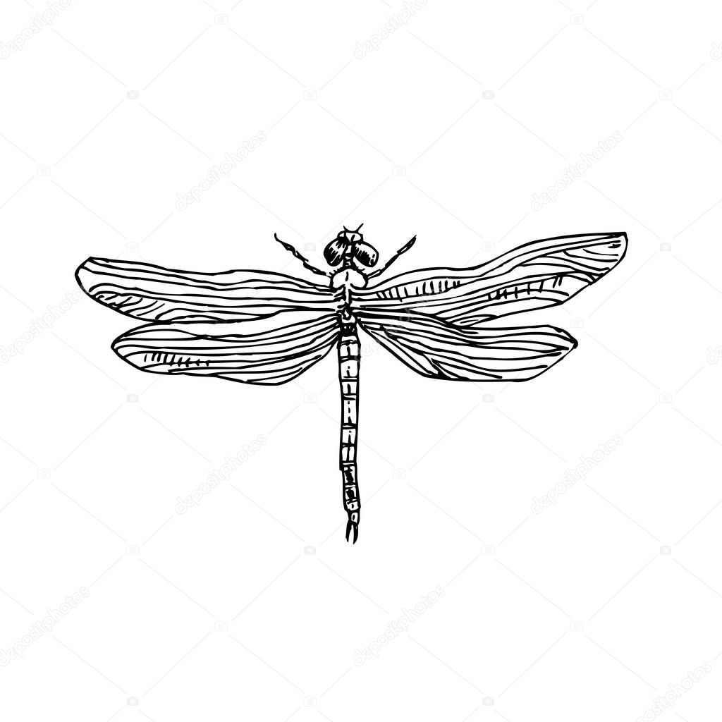 Bug sketch / Hand drawn insect illustration - vector