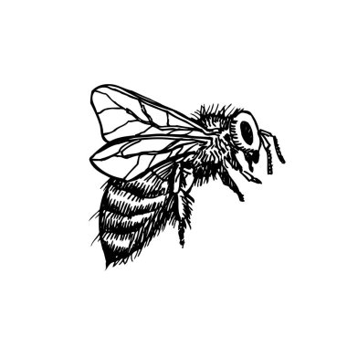 Kroki hata / çizilmiş böcek illüstrasyon el - vektör