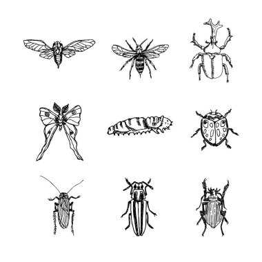 Kroki hata / çizilmiş böcek illüstrasyon el - vektör