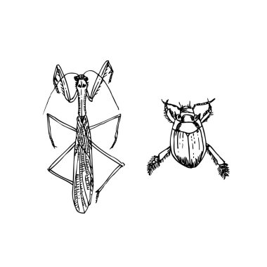 Kroki hata / çizilmiş böcek illüstrasyon el - vektör