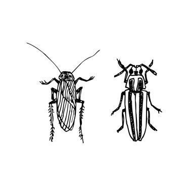 Kroki hata / çizilmiş böcek illüstrasyon el - vektör