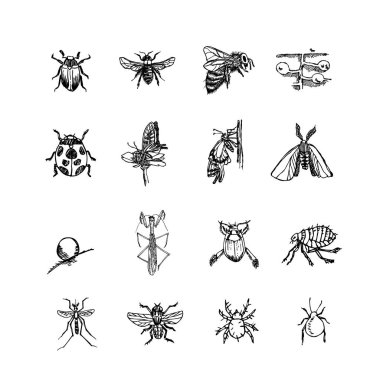 Kroki hata / çizilmiş böcek illüstrasyon el - vektör