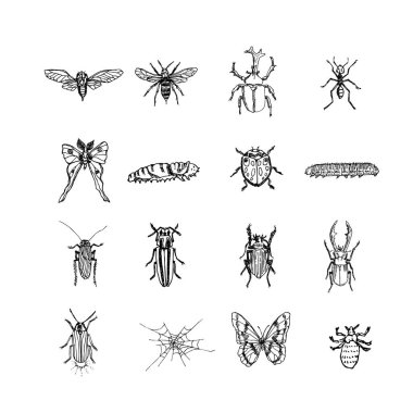 Kroki hata / çizilmiş böcek illüstrasyon el - vektör