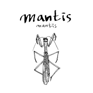 Kroki hata / çizilmiş böcek illüstrasyon el - vektör