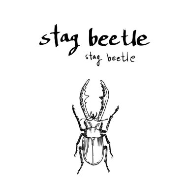 Kroki hata / çizilmiş böcek illüstrasyon el - vektör