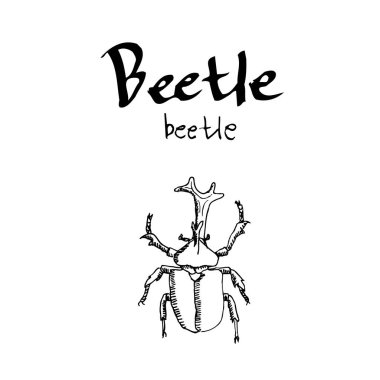 Kroki hata / çizilmiş böcek illüstrasyon el - vektör