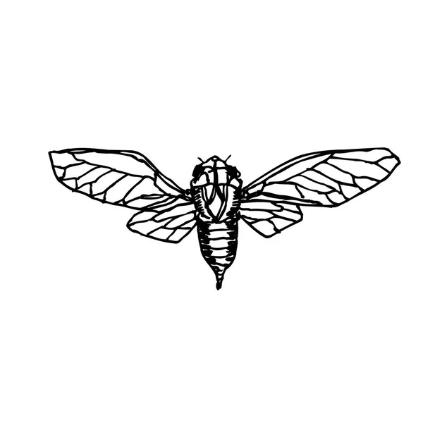Croquis Insectes Illustration Insectes Dessinée Main Vecteur — Image vectorielle