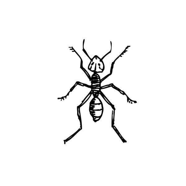 Bug Sketch Hand Drawn Insect Illustration Vector — Stock Vector