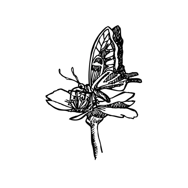 Bug Schets Hand Getekende Illustratie Van Insect Vector — Stockvector