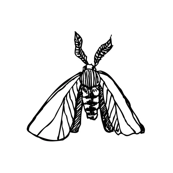 Bug Schets Hand Getekende Illustratie Van Insect Vector — Stockvector