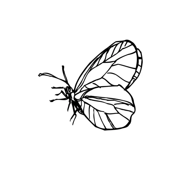 Bug Schets Hand Getekende Illustratie Van Insect Vector — Stockvector