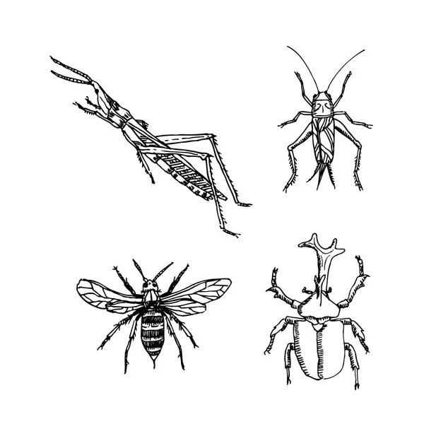 Bug Skiss Hand Dras Insekt Illustration Vektor — Stock vektor