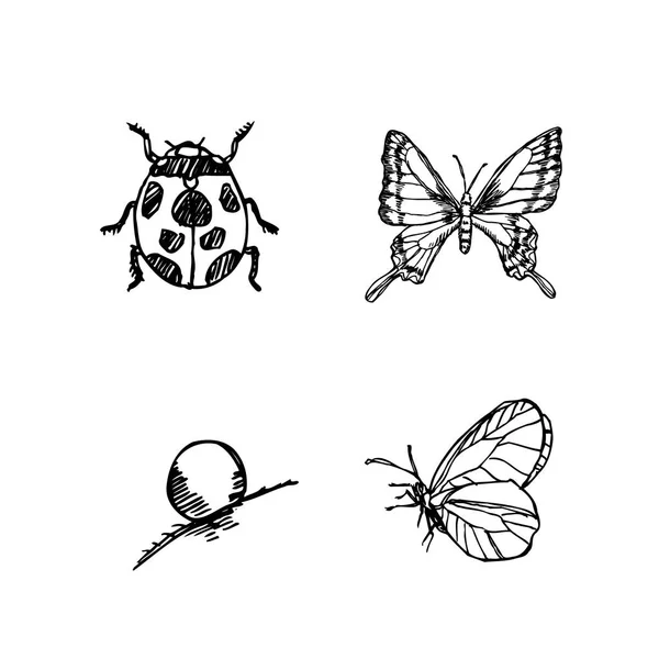 Bosquejo Insectos Ilustración Insectos Dibujados Mano Vector — Vector de stock