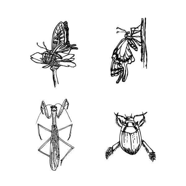 Croquis Insectes Illustration Insectes Dessinée Main Vecteur — Image vectorielle