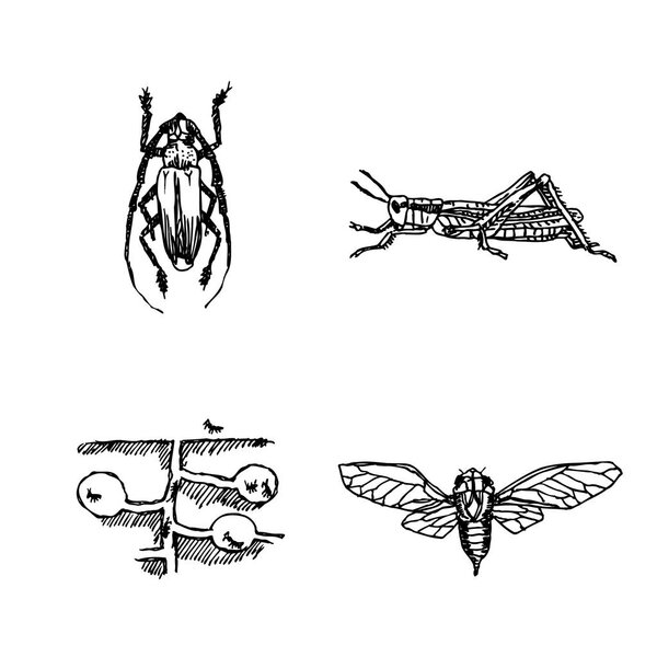 Bug sketch / Hand drawn insect illustration - vector
