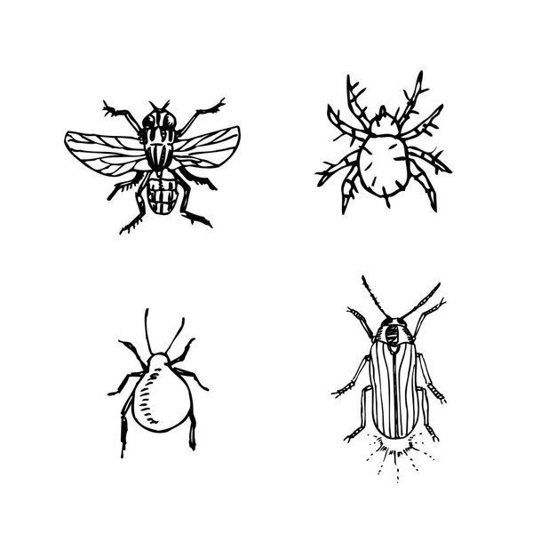 Bug sketch / Hand drawn insect illustration - vector