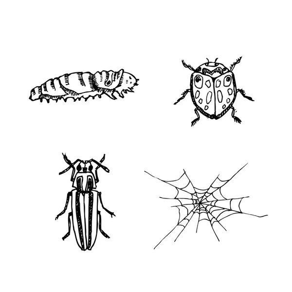 Käferskizze Handgezeichnete Insektenillustration Vektor — Stockvektor