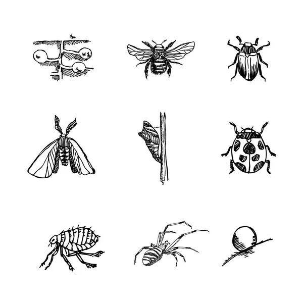 Bug Σκίτσο Χέρι Συρμένη Απεικόνιση Του Εντόμου Φορέα — Διανυσματικό Αρχείο