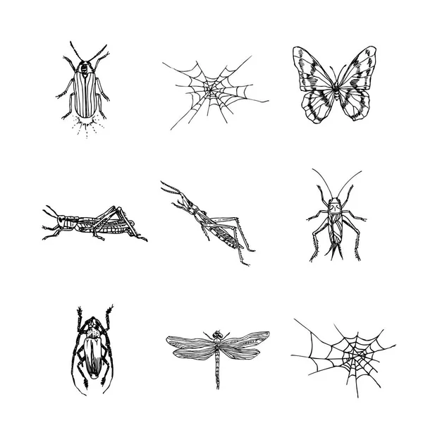 Croquis Insectes Illustration Insectes Dessinée Main Vecteur — Image vectorielle