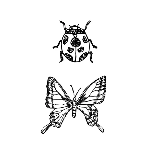 Bosquejo Insectos Ilustración Insectos Dibujados Mano Vector — Vector de stock