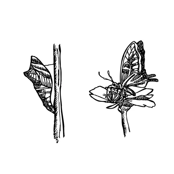 Croquis Insectes Illustration Insectes Dessinée Main Vecteur — Image vectorielle