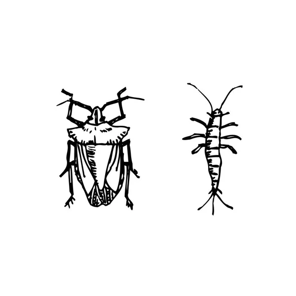 Käferskizze Handgezeichnete Insektenillustration Vektor — Stockvektor