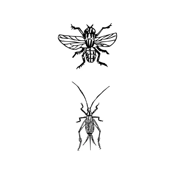 バグのスケッチ 手の描かれた昆虫イラスト ベクトル — ストックベクタ