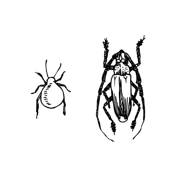 Bug Schets Hand Getekende Illustratie Van Insect Vector — Stockvector