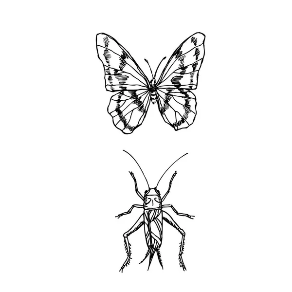 Käferskizze Handgezeichnete Insektenillustration Vektor — Stockvektor
