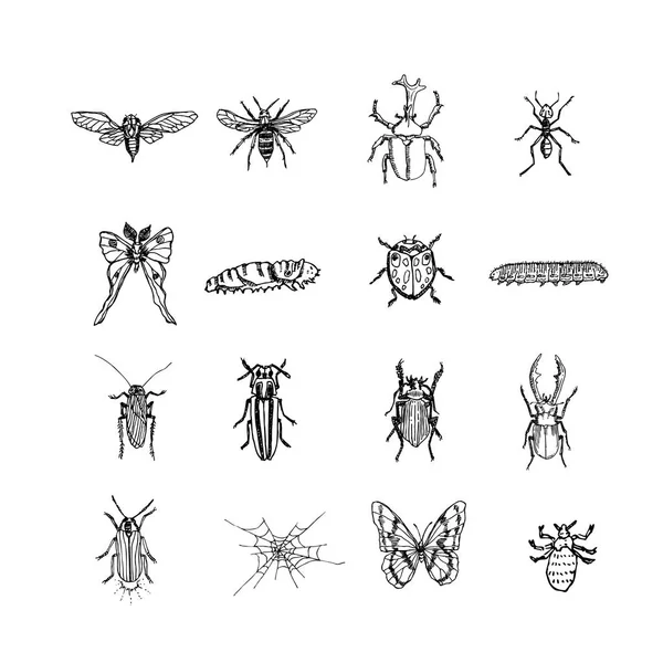 Croquis Insectes Illustration Insectes Dessinée Main Vecteur — Image vectorielle