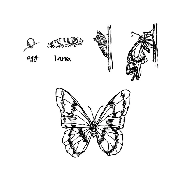 Bug Schets Hand Getekende Illustratie Van Insect Vector — Stockvector