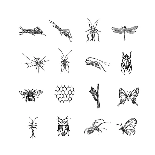 Croquis Insectes Illustration Insectes Dessinée Main Vecteur — Image vectorielle