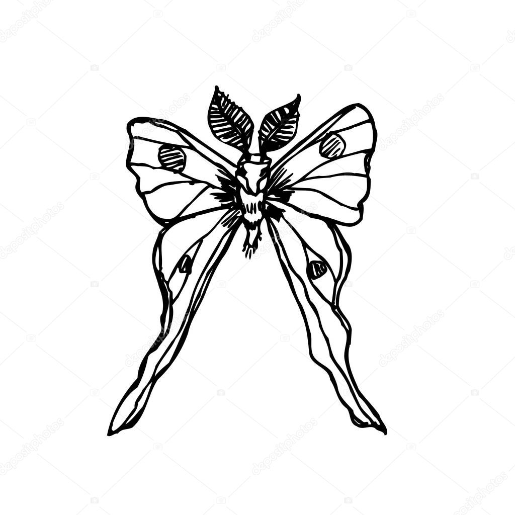 Bug sketch / Hand drawn insect illustration - vector