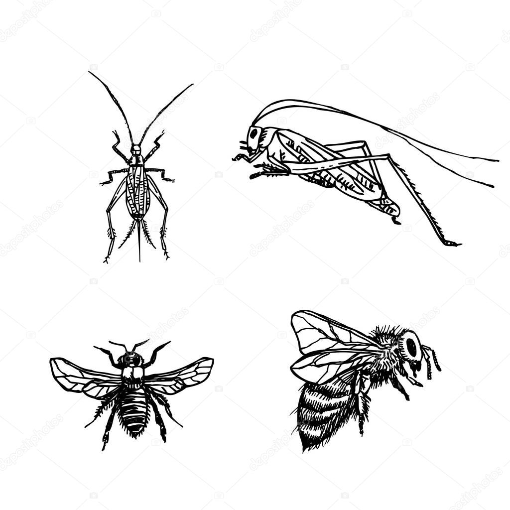 Bug sketch / Hand drawn insect illustration - vector