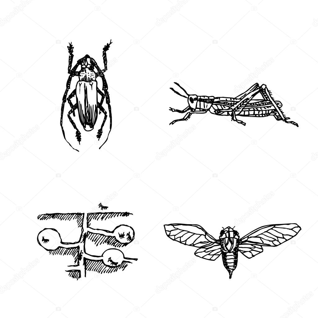 Bug sketch / Hand drawn insect illustration - vector