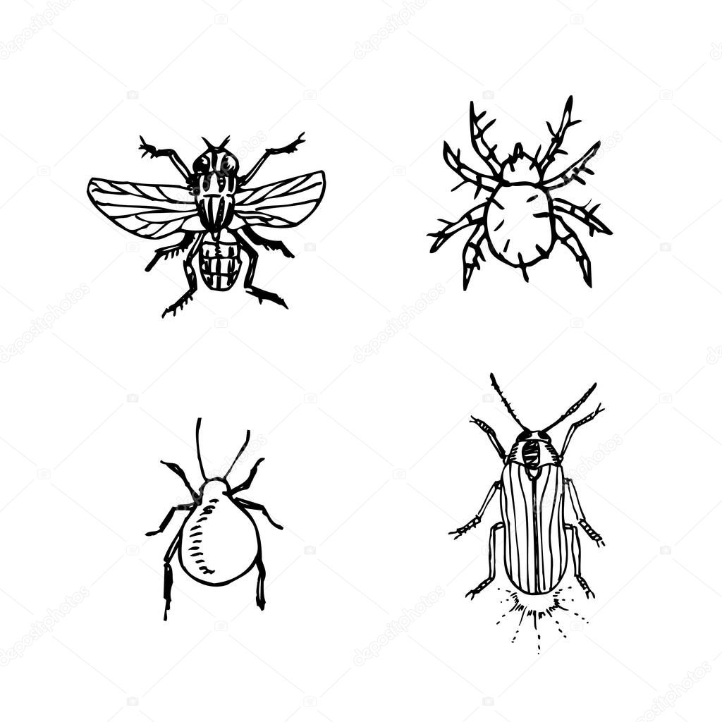 Bug sketch / Hand drawn insect illustration - vector