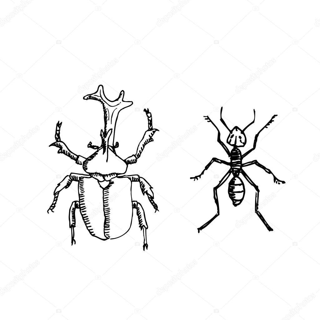 Bug sketch / Hand drawn insect illustration - vector