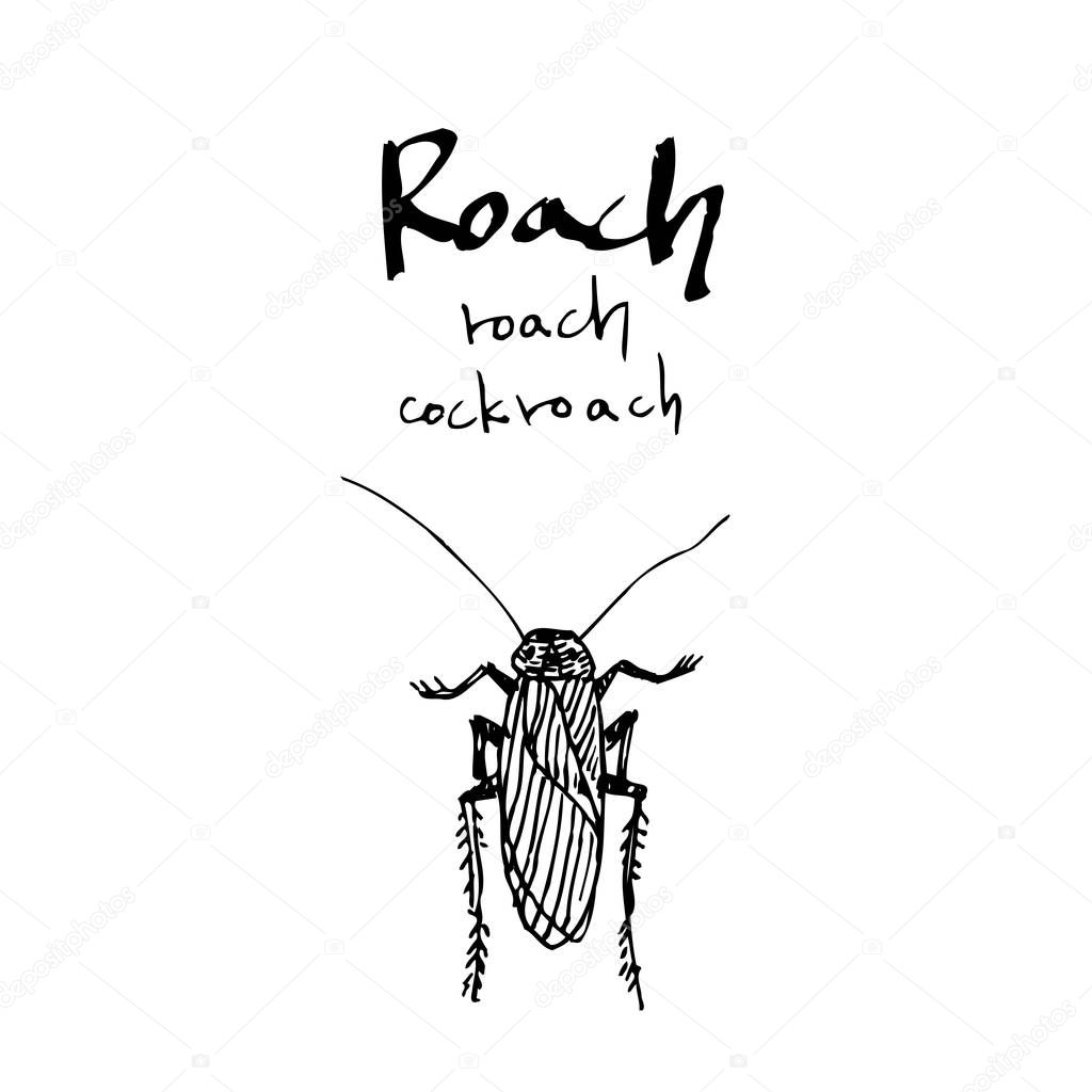 Bug sketch / Hand drawn insect illustration - vector