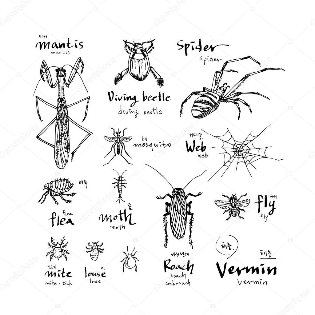 Bug sketch / Hand drawn insect illustration - vector