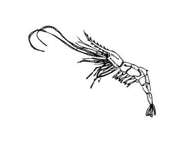 El çekilmiş gıda maddeleri - deniz gıda menü resimleri - vektör