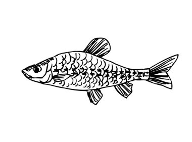 El çekilmiş gıda maddeleri - deniz gıda menü resimleri - vektör