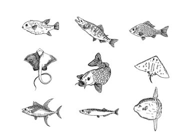 El çekilmiş gıda maddeleri - deniz gıda menü resimleri - vektör