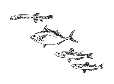 El çekilmiş gıda maddeleri - deniz gıda menü resimleri - vektör