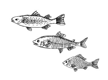 El çekilmiş gıda maddeleri - deniz gıda menü resimleri - vektör