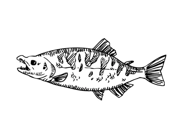Ciągnione Żywności Składników Sea Food Menu Ilustracje Wektor — Wektor stockowy