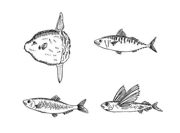 Ingredientes Alimentarios Dibujados Mano Ilustraciones Menú Comida Marina Vector — Archivo Imágenes Vectoriales