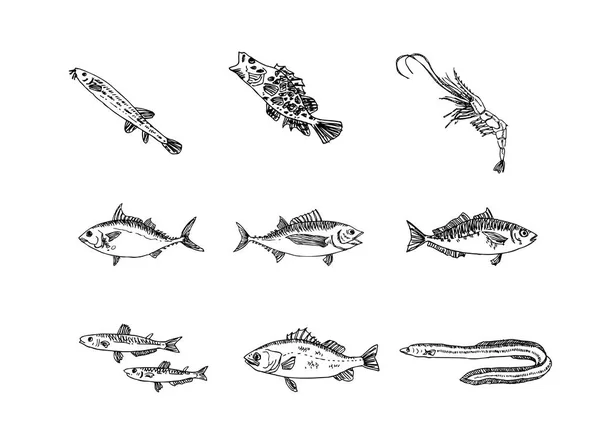 Hand Drawn Food Ingredients Sea Food Menu Illustrations Vector — Stock Vector